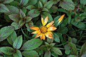 CALENDULA OFFICINALIS,  FLOWERS AND SEEDHEADS,  POT MARIGOLD