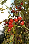 ROSA CANINA