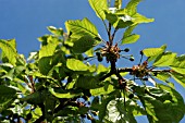 STELLA CHERRIES GROWING,  ORGANIC