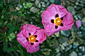 CISTUS PURPUREUS,  ORCHID ROCKROSE