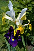 DUTCH IRIS,  MULTI COLOURED