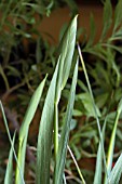 GLADIOLUS COMMUNIS BYZANTINUS,  FLOWER BUD