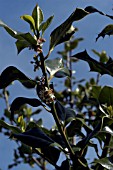 ILEX AQUIFOLIUM,  COMMON HOLLY FLOWERING