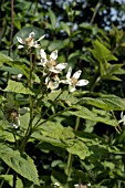 LOGANBERRY FLOWER,  ORGANIC