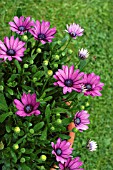 OSTEOSPERMUM DARK MARTHA,  CLOSE UP