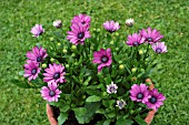 OSTEOSPERMUM DARK MARTHA