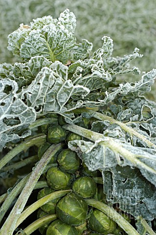 BRUSSELL_SPROUTS_WITH_FROST