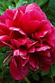 PAEONIA OFFICINALIS,  PEONY