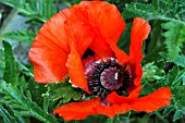 BEE IN PAPAVER ORIENTALE,  ORIENTAL POPPY