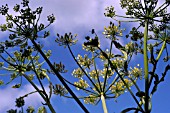 PEUCEDANUM SATIVUM,  PARSNIP SEEDHEADS,  ORGANIC