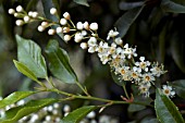 PRUNUS LAUROCERASUS,  COMMON LAUREL,  CHERRY LAUREL