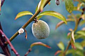 PRUNUS PERSICA,  PEACH GROWING,  ORGANIC