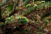 RHIZOSPHAERA NEEDLECAST,  FUNGUS,  ATTACKING PICEA PUNGENS KOSTER