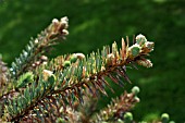 RHIZOSPHAERA NEEDLECAST,  FUNGUS,  ATTACKING PICEA PUNGENS KOSTER