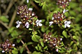 THYMUS SERPYLLUM,  CREEPING THYME,