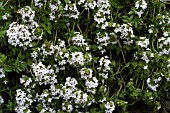 THYMUS VULGARIS,  COMMON THYME