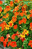 TROPAEOLUM MAJUS,  NASTURTIUM