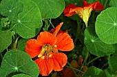 TROPAEOLUM MAJUS,  NASTURTIUM