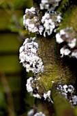 WOOLLY APHID ON APPLE BARK