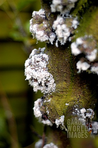 WOOLLY_APHID_ON_APPLE_BARK