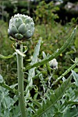 BLACKFLY,  ON CYNARA SCOLYMUS,  GLOBE ARTICHOKE,  ORGANIC