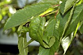 CHERRY BLACKFLY,  MYZUS CERASI,  SAP FEEDING APHIDS