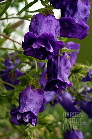 CAMPANULA_MEDIUM__CANTERBURY_BELL__SINGLE_AND_DOUBLE_FLOWERS_ON_SAME_PLANT
