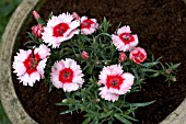 DIANTHUS,  STRAWBERRY PLANT