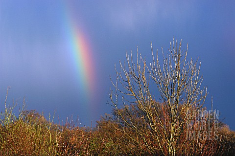 FRAXINUS_EXCELSIOR__COMMON_ASH_IN_WINTER__WITH_RAINBOW
