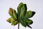 HOLLYHOCK RUST,  FUNGAL INFECTION ON UPPER LEAF SURFACE