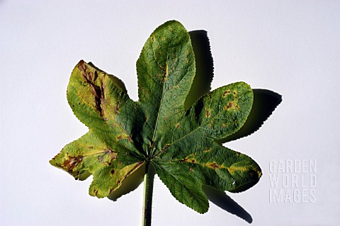 HOLLYHOCK_RUST__FUNGAL_INFECTION_ON_UPPER_LEAF_SURFACE