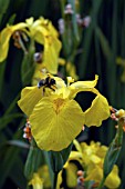 BUMBLE BEE,  ON IRIS PSEUDACORUS