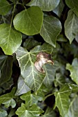 IVY LEAF SPOT,  ON HEDERA HELIX,  FUNGAL INFECTION