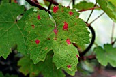 LEAF SPOT ON VINE LEAF