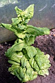 LETTUCE GOING TO SEED (BOLTING)