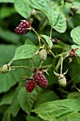 LOGANBERRY,  LOGANBERRIES RIPENING,  ORGANIC