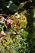 LUNARIA ANNUA SILIQUA HONESTY,  SEED PODS RIPENING