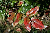 MAHONIA RUST