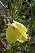 POLLEN BEETLES ON OENOTHERA BIENNIS,  EVENING PRIMROSE