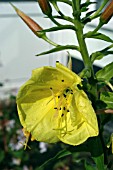 POLLEN BEETLES ON OENOTHERA BIENNIS, (EVENING PRIMROSE)