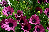 OSTEOSPERMUM DARK MARTHA