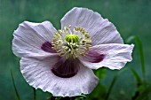 PAPAVER SOMNIFERUM,  OPIUM POPPY