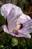 PAPAVER SOMNIFERUM,  OPIUM POPPY