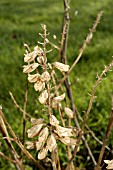 SALVIA SPLENDENS SEED HEAD