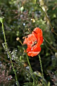 HOVERFLIES,  EPISYRPHUS BALTEATUS,  ON PAPAVER RHOEAS,  CORN POPPY