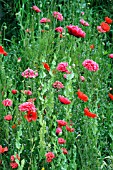 PAPAVER SOMNIFERUM,  OPIUM POPPY,  PAPAVER RHOEAS,  POPPIES,  WILD GARDEN