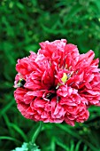 PAPAVER SOMNIFERUM,  OPIUM POPPY