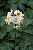 POTATO FLOWERS,  ORGANIC