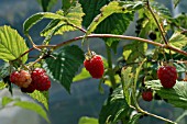 RASPBERRY FRUIT RIPENING,  ORGANIC