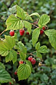 RASPBERRY FRUIT RIPENING,  ORGANIC